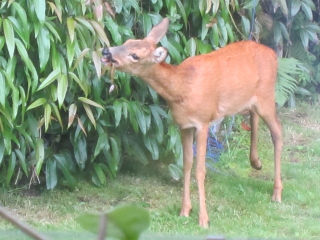 deer